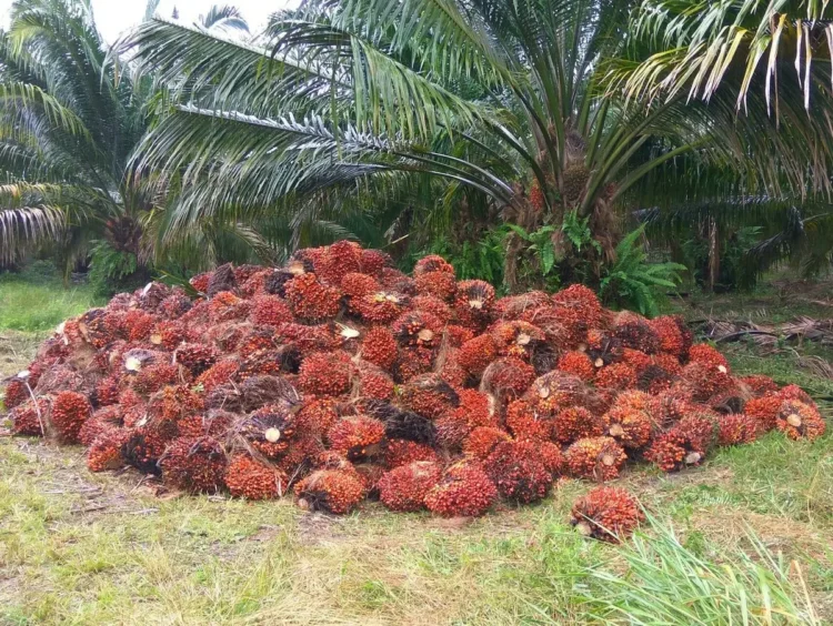 Kelapa sawit
