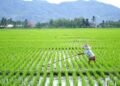 Petani sedang menggarap sawah / Kelurahan Sumber Agung