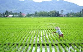 Petani sedang menggarap sawah / Kelurahan Sumber Agung