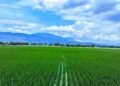 Petani sedang menggarap sawah / Gorontalo